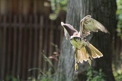 Falke bei Flugshow in Falknerei Schillingsfürst