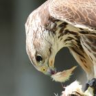 Falke bei Flugvorführung in Falknerei Schillingsfürst.