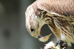 Falke bei Flugvorführung in Falknerei Schillingsfürst.