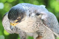 Falke bei Flugvorführung in Schillingsfürst