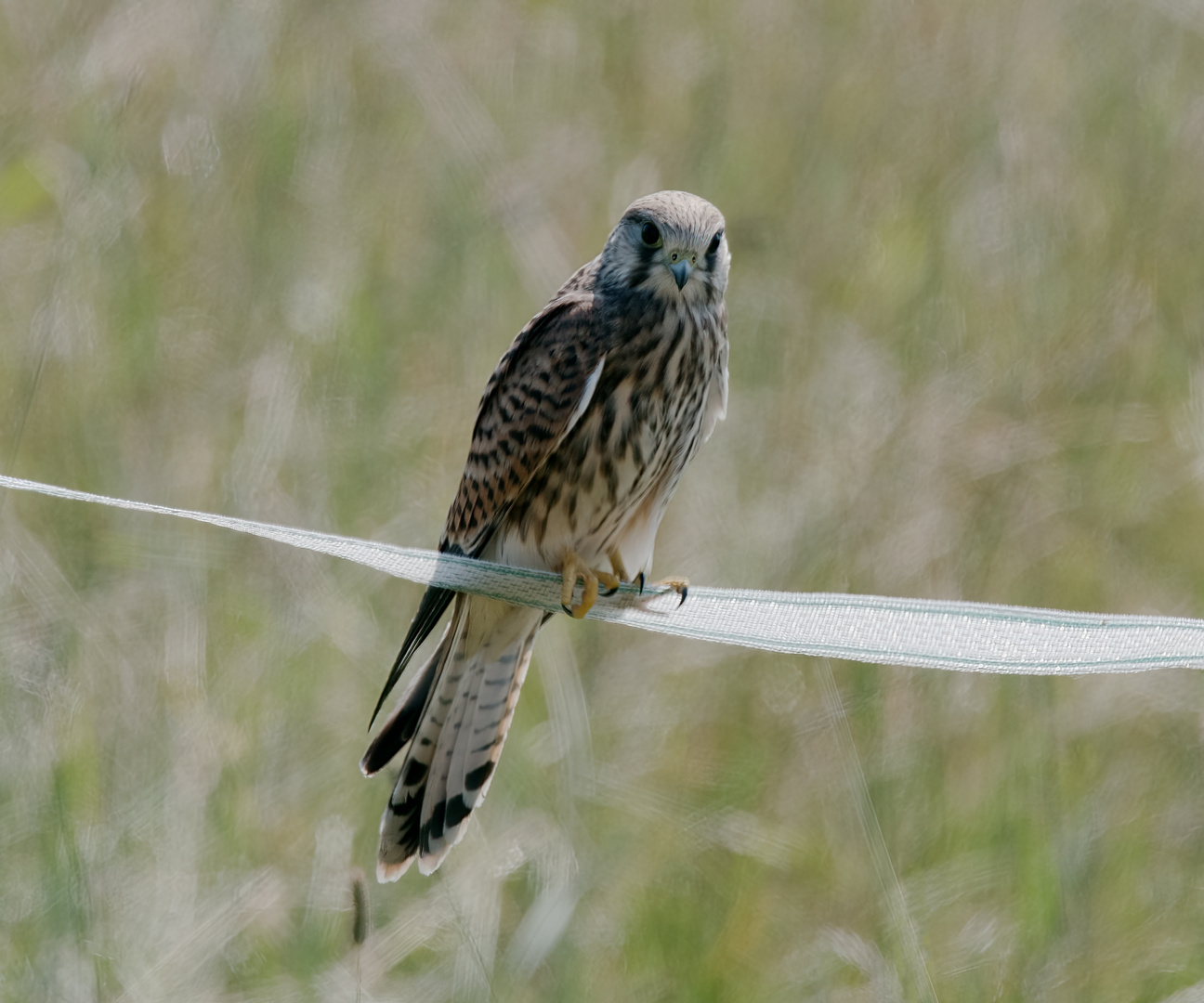 Falke bei Modautal Frankenhausen 1 2021