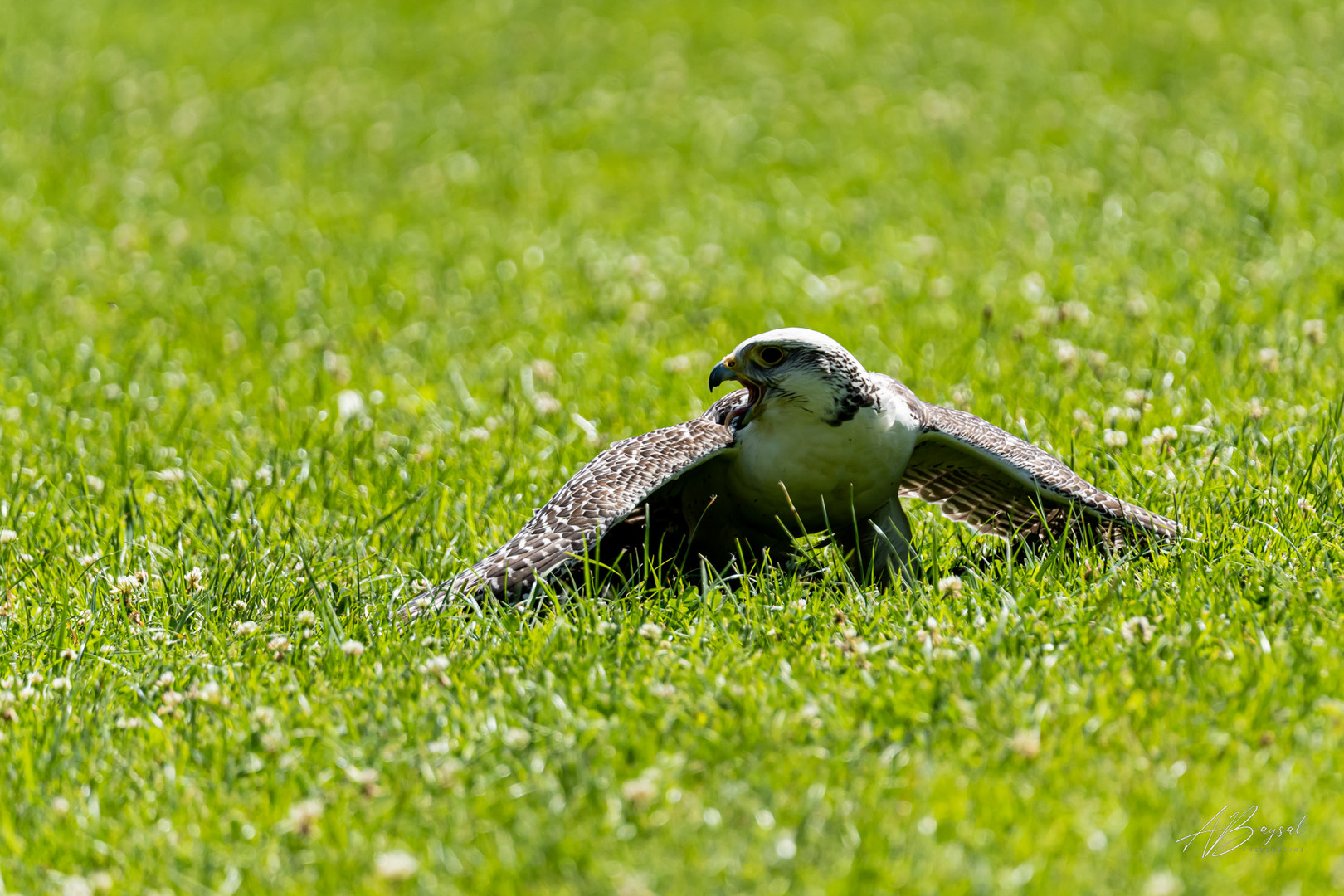 Falke bei Poing Wildpark