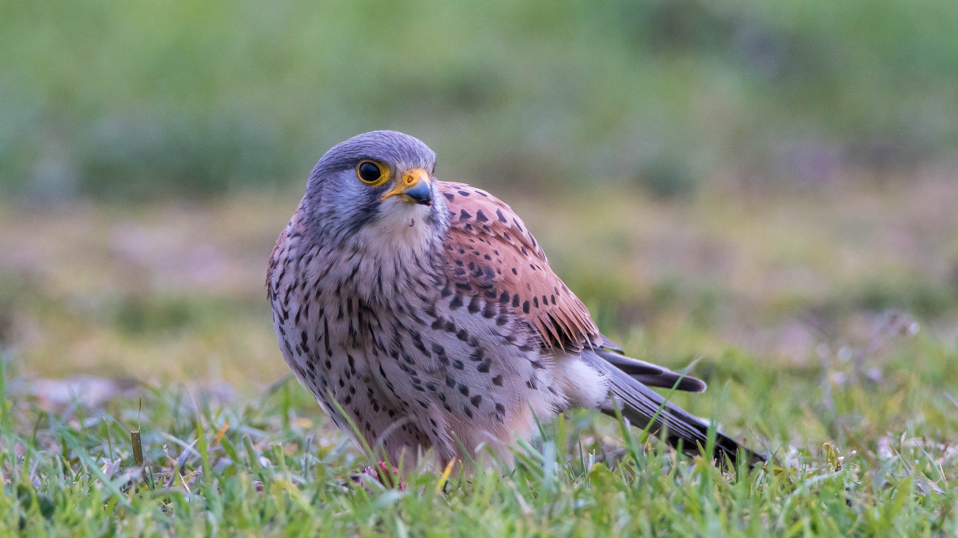 Falke beim Abendessen