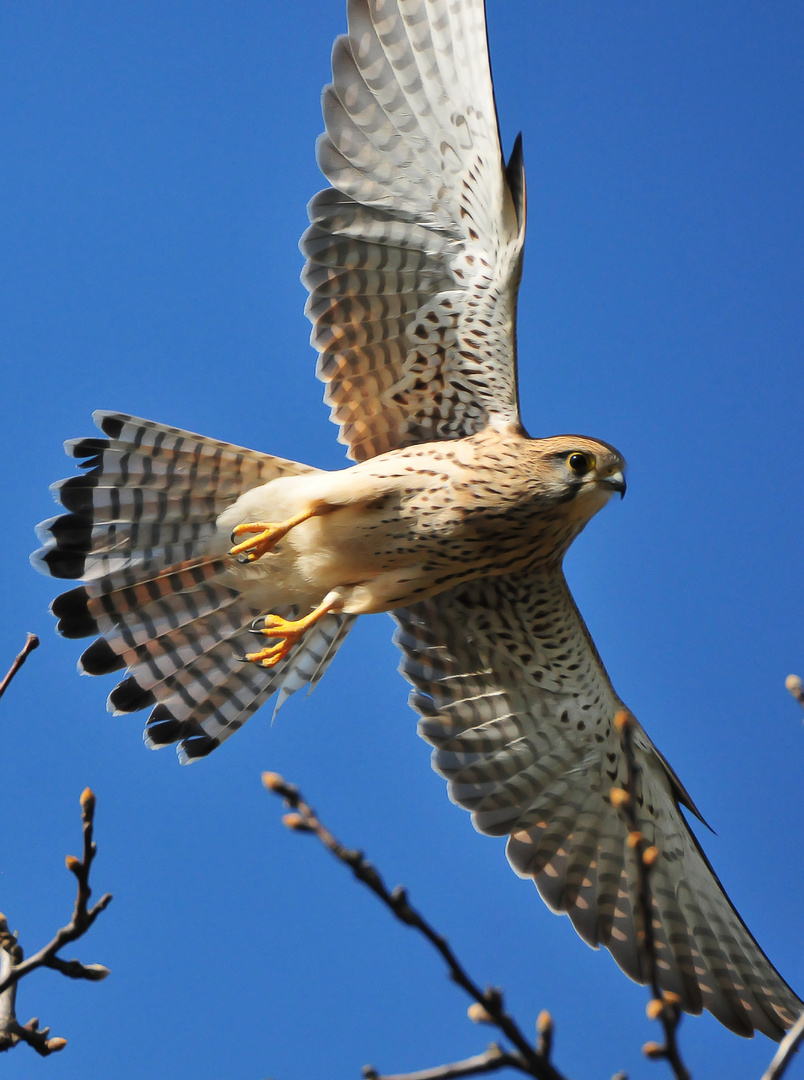 Falke beim Abflug