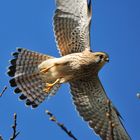 Falke beim Abflug