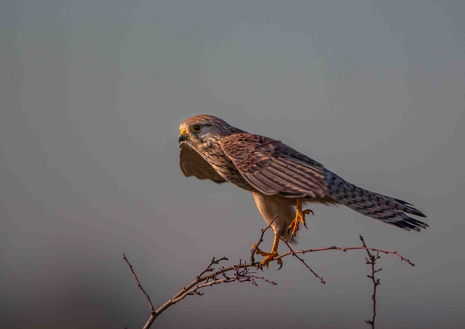 Falke beim Abflug