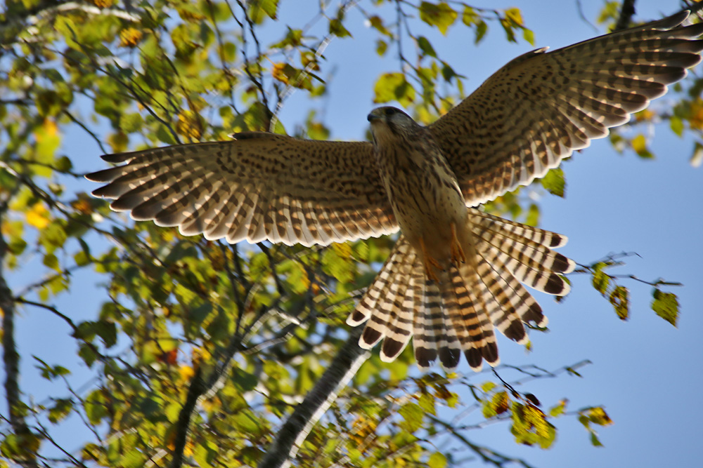 Falke beim Abflug aus dem Birkengeäst