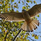 Falke beim Abflug aus dem Birkengeäst