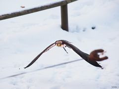 Falke beim Federspiel