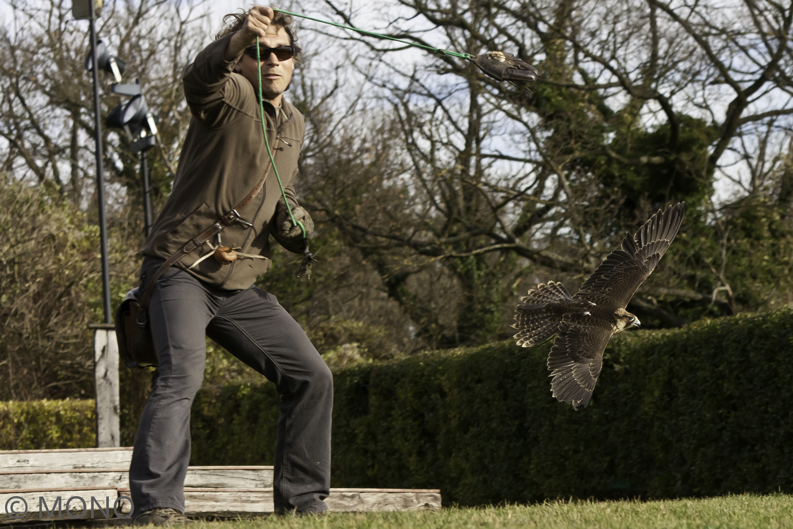 Falke beim "Federspiel"