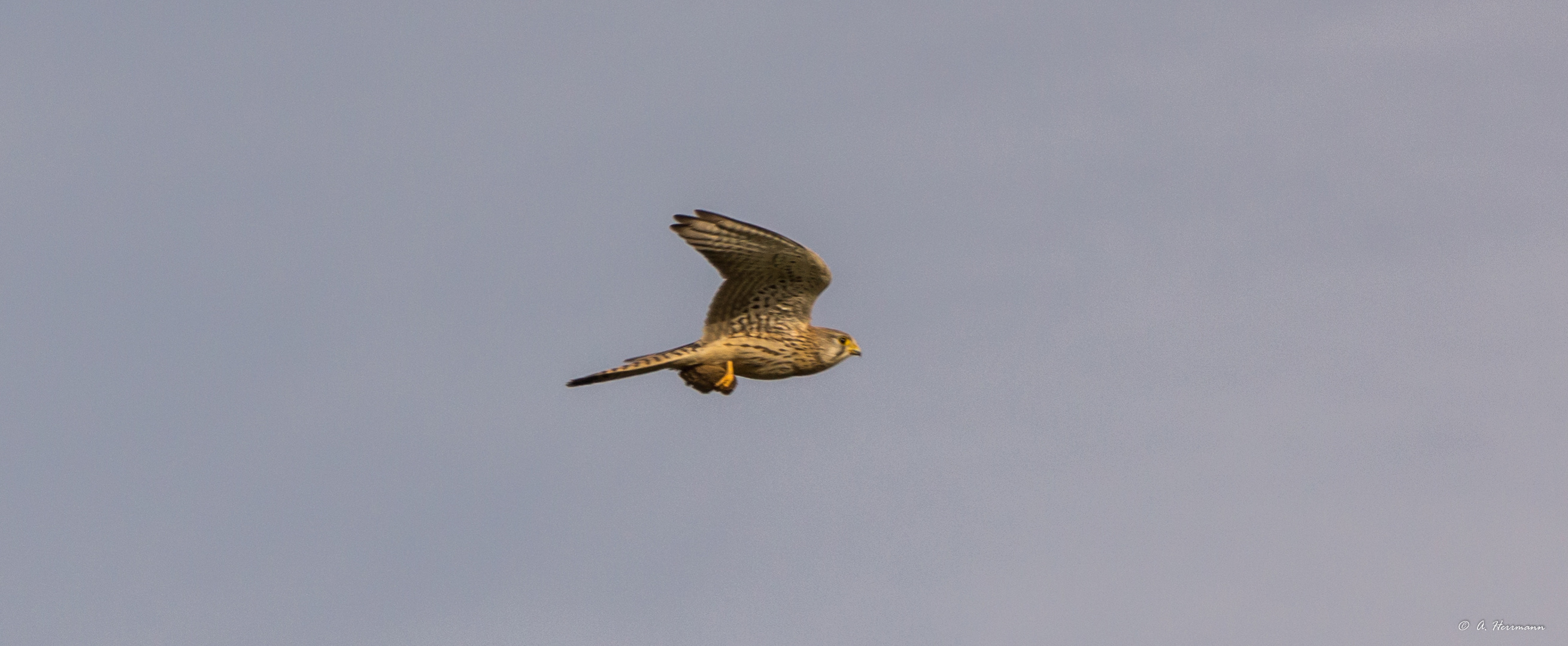 Falke beim jagen / Falcon at hunting