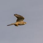 Falke beim jagen / Falcon at hunting