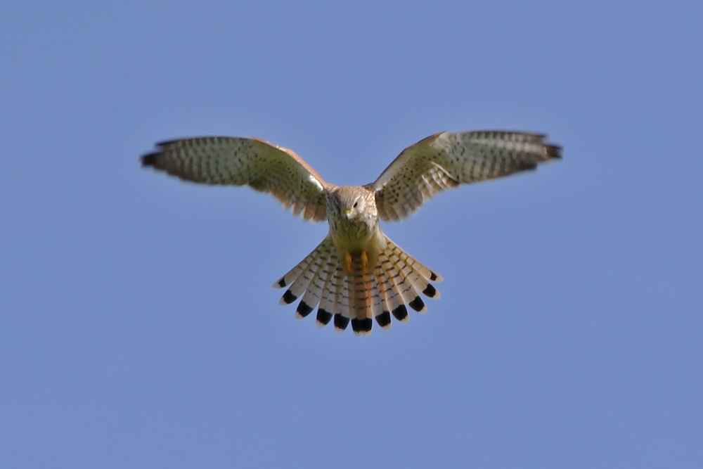 Falke beim Rüttelflug