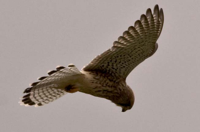 Falke beim Rütteln