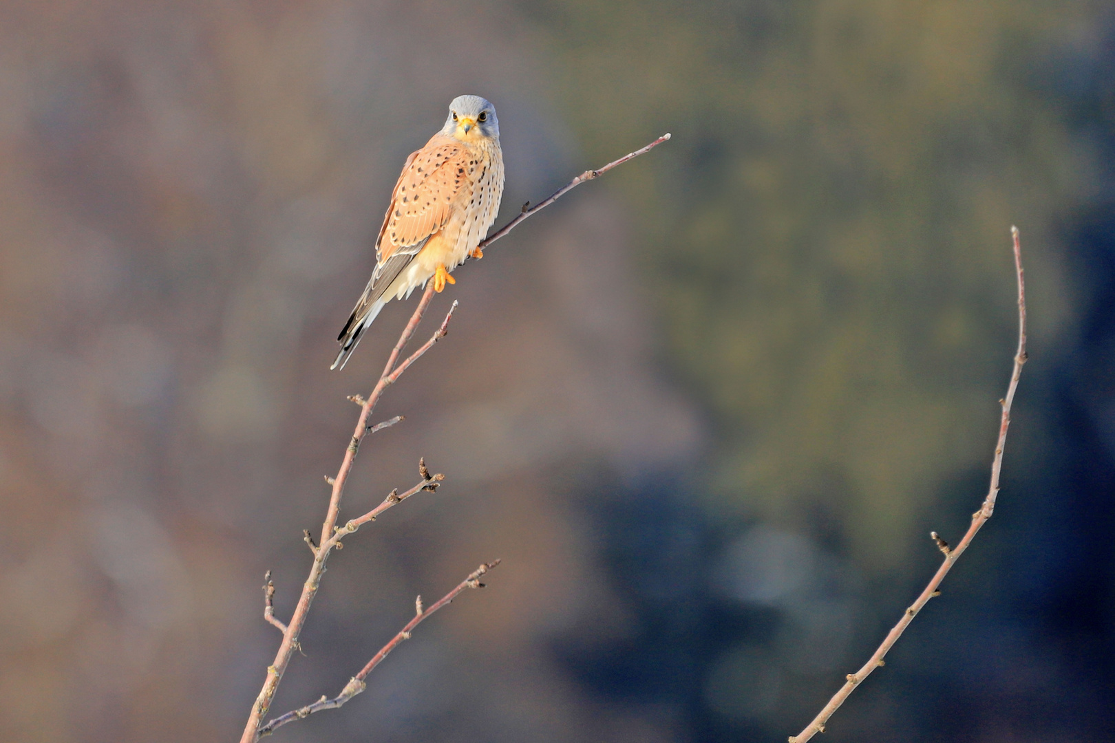 Falke beim Sonnenbad