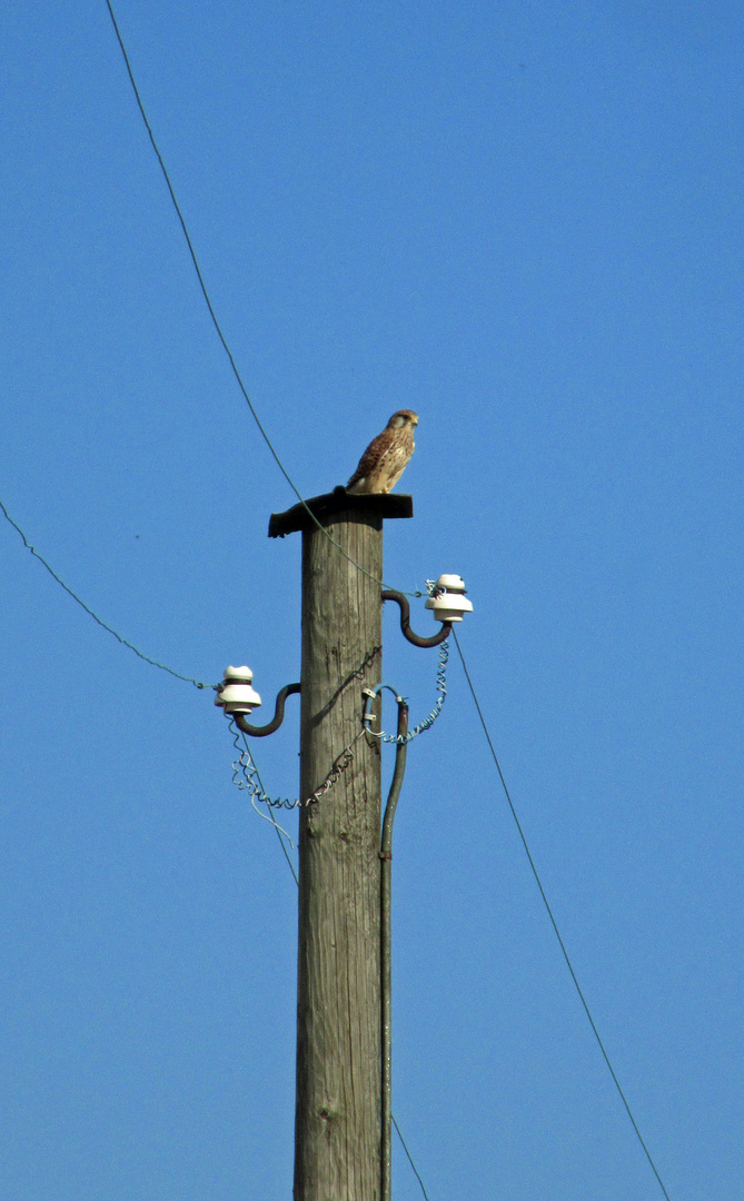 Falke beim telefonieren