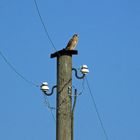 Falke beim telefonieren