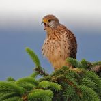 Falke beim Würgen