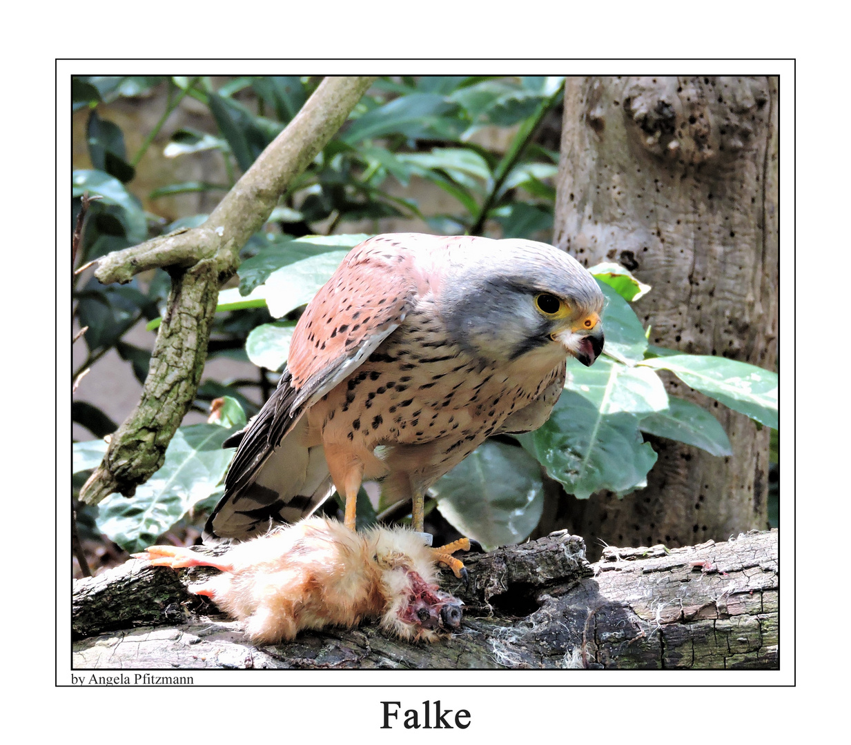 Falke