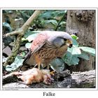 Falke