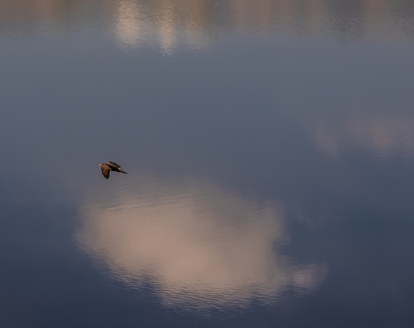 Falke düst über den Baggersee