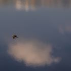 Falke düst über den Baggersee