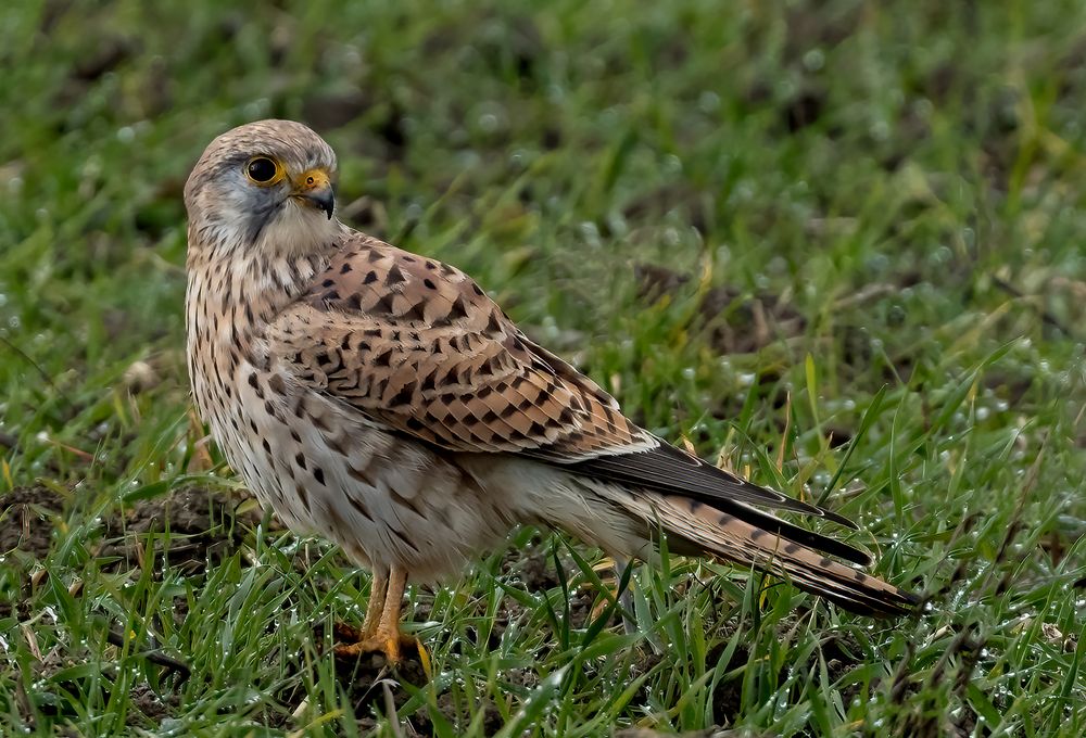 Falke ein bisschen aussruhen Foto & Bild tiere, wildlife, wild