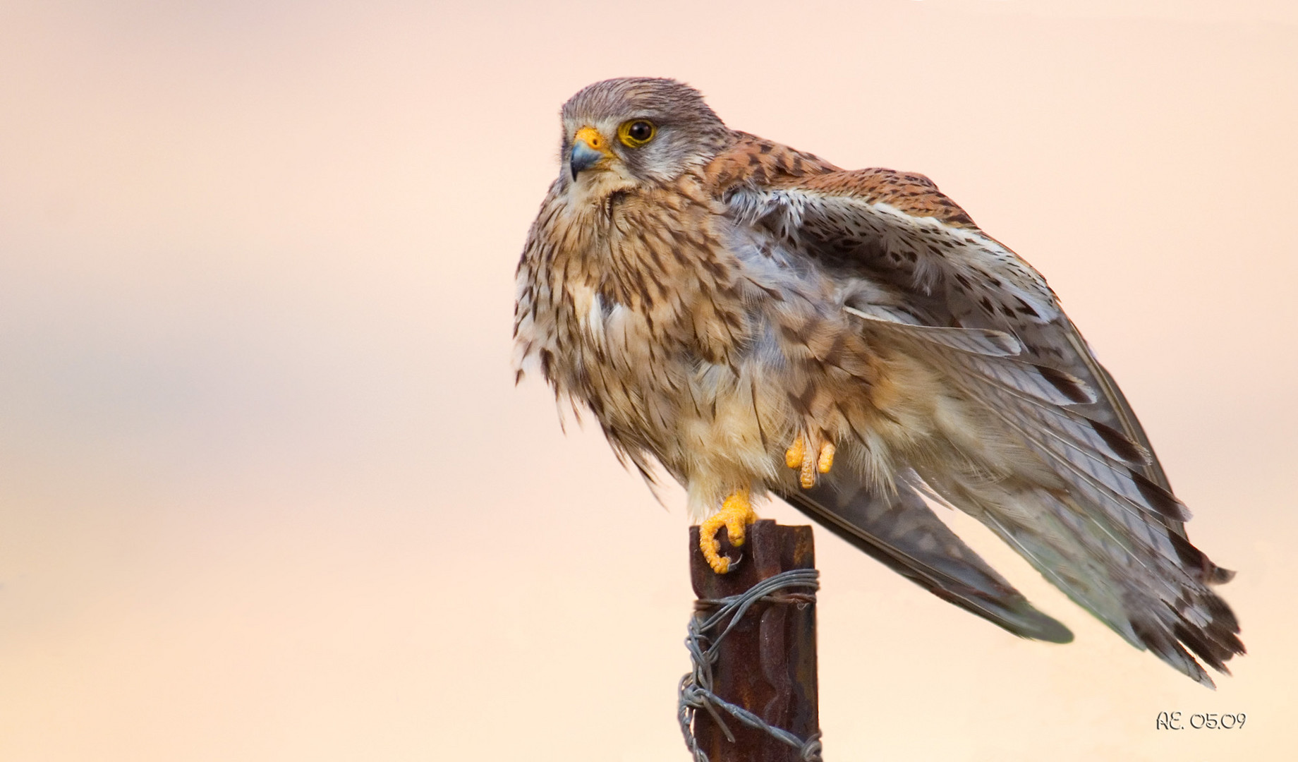 Falke ( Falco tinnunculus ) (weibl.)