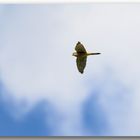 Falke  Flug 2