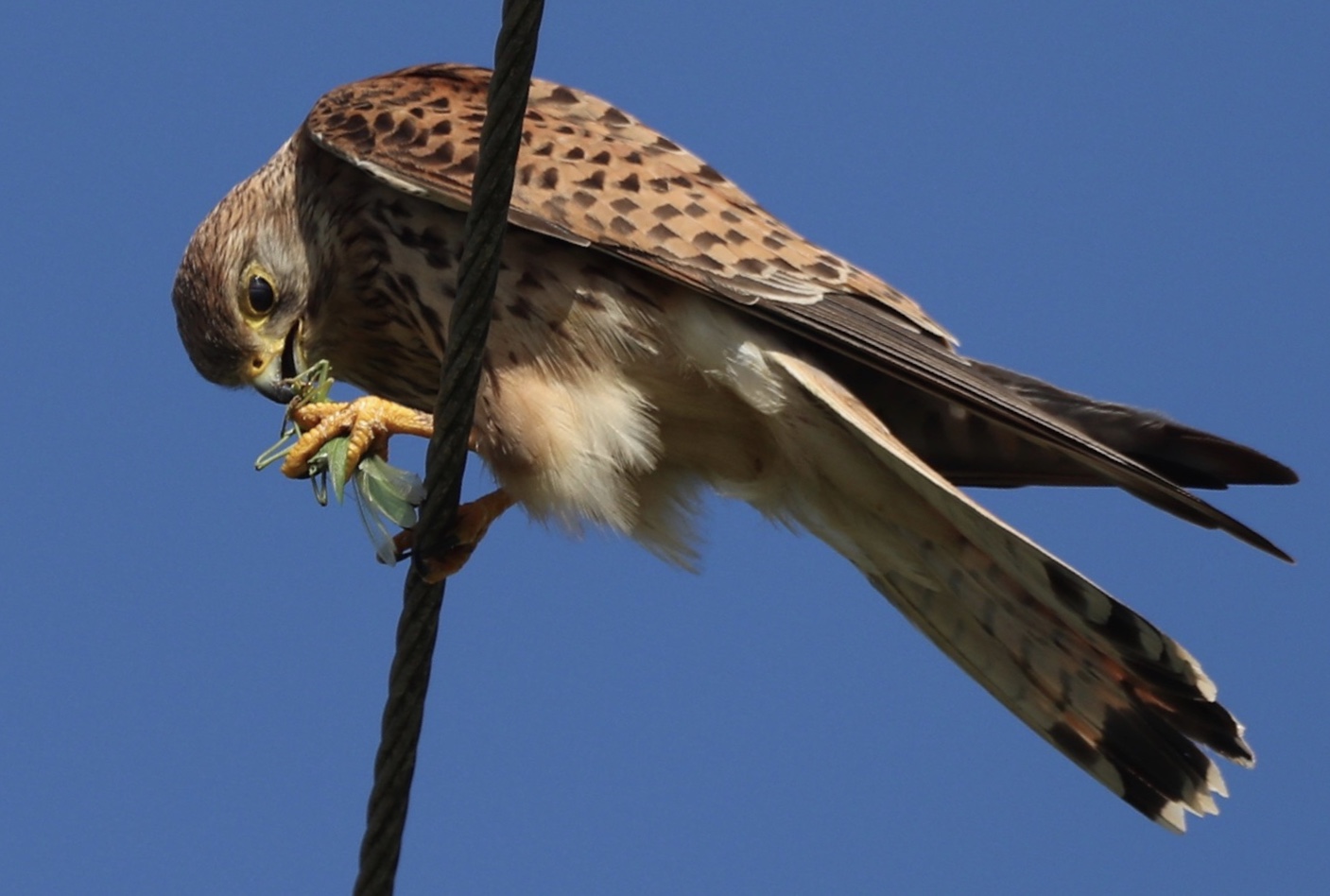 Falke frißt Heupferdchen.