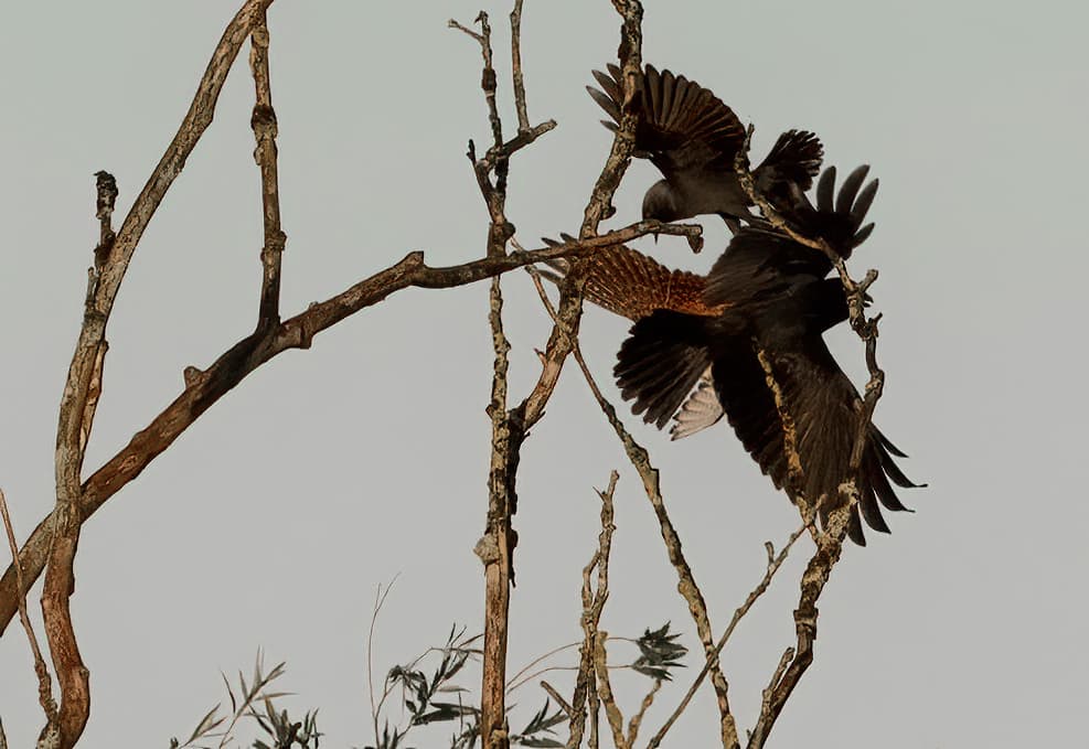 Falke gegen Krähen