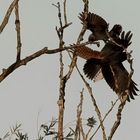 Falke gegen Krähen