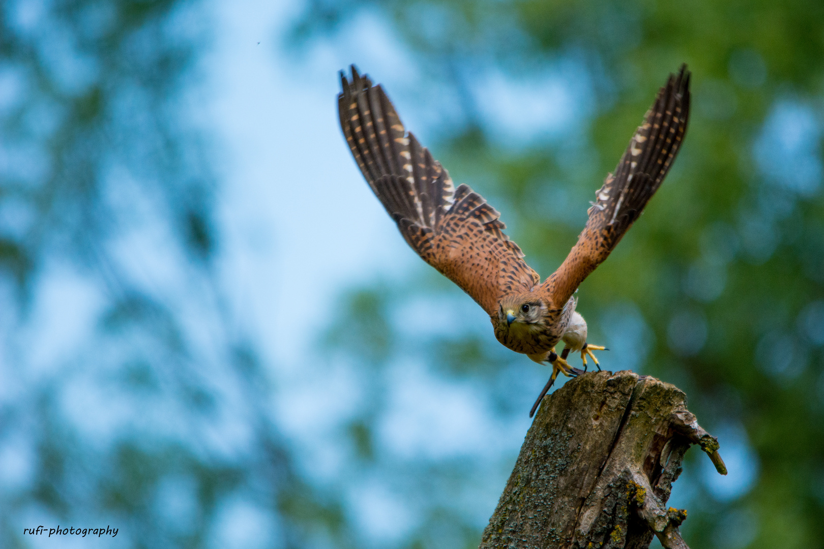 Falke - Hellabrunn München