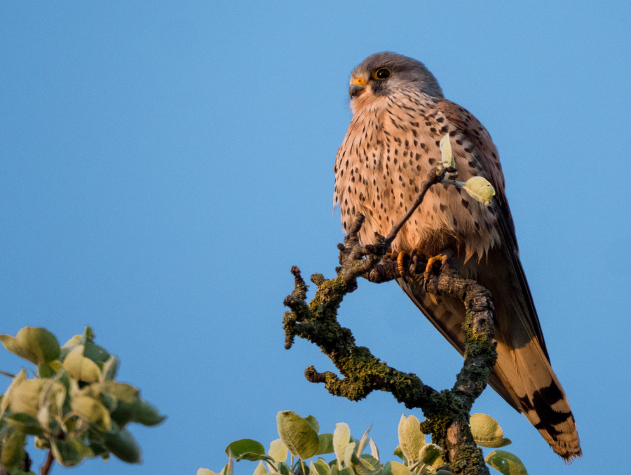 Falke im Abendlicht