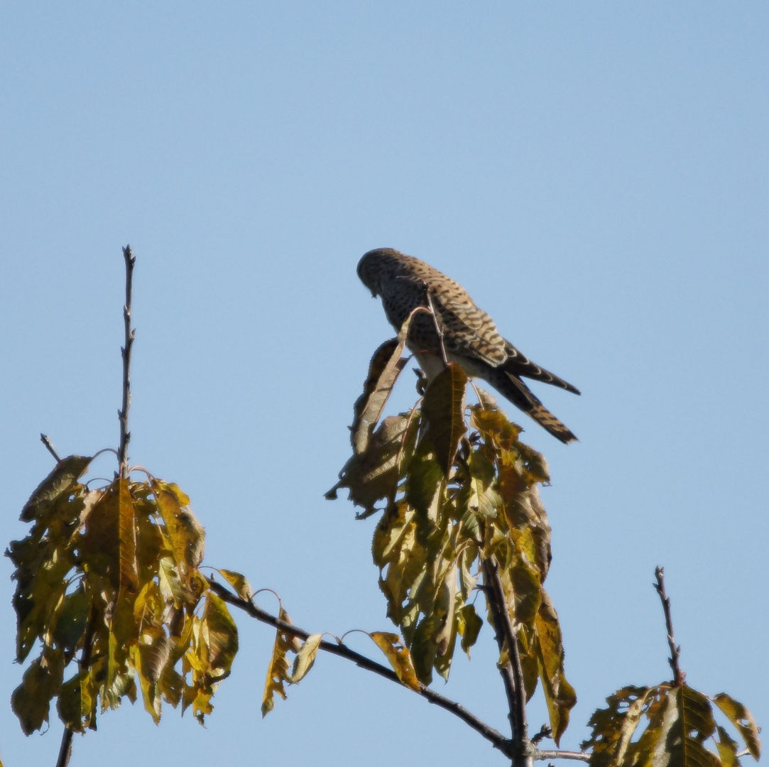 Falke im Abendlicht