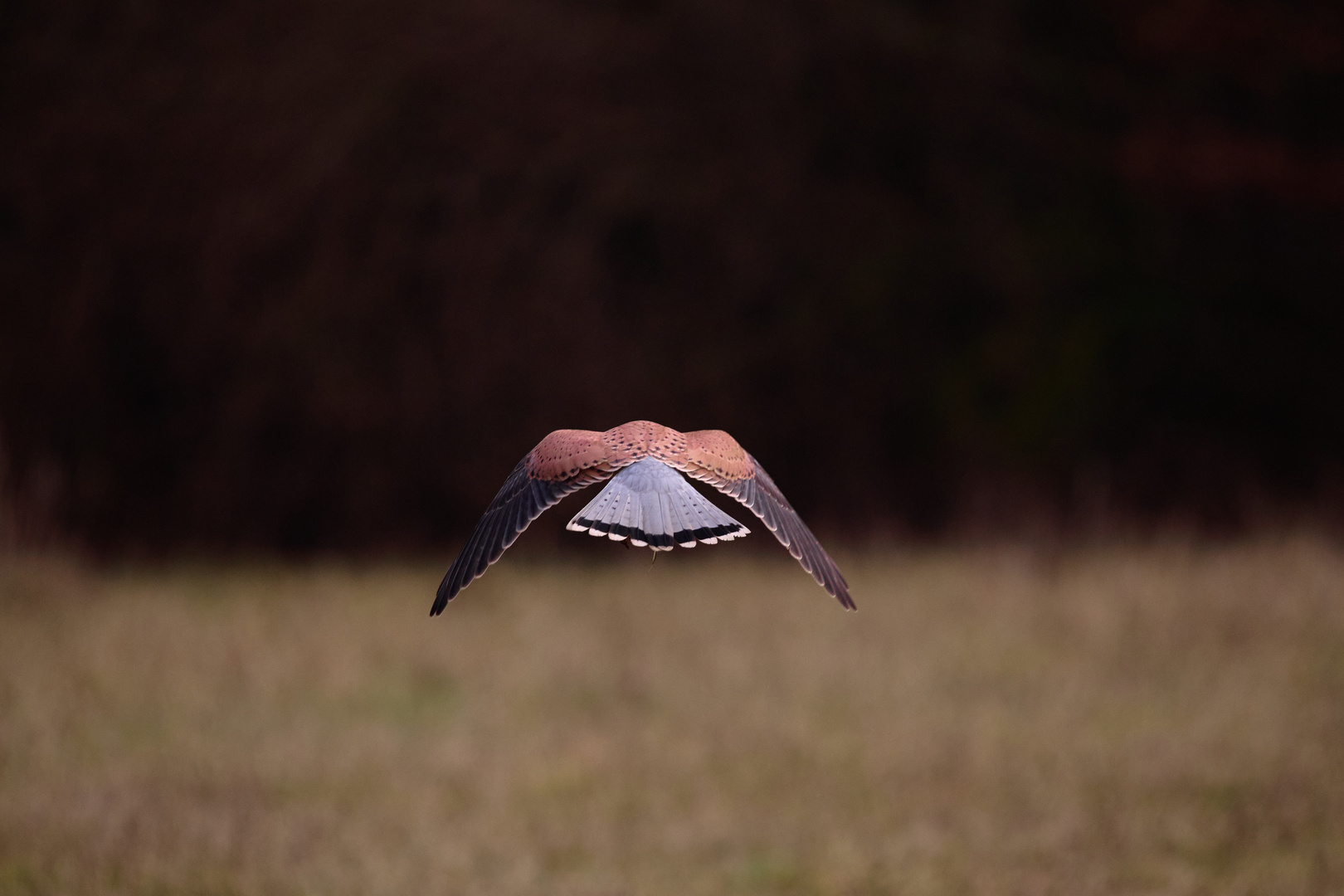 Falke im Abflug, Beute in den Krallen......