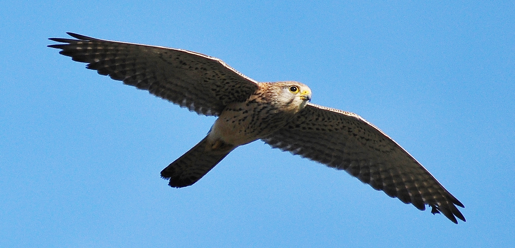 Falke im Anflug