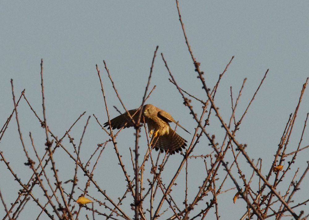 Falke im Anflug