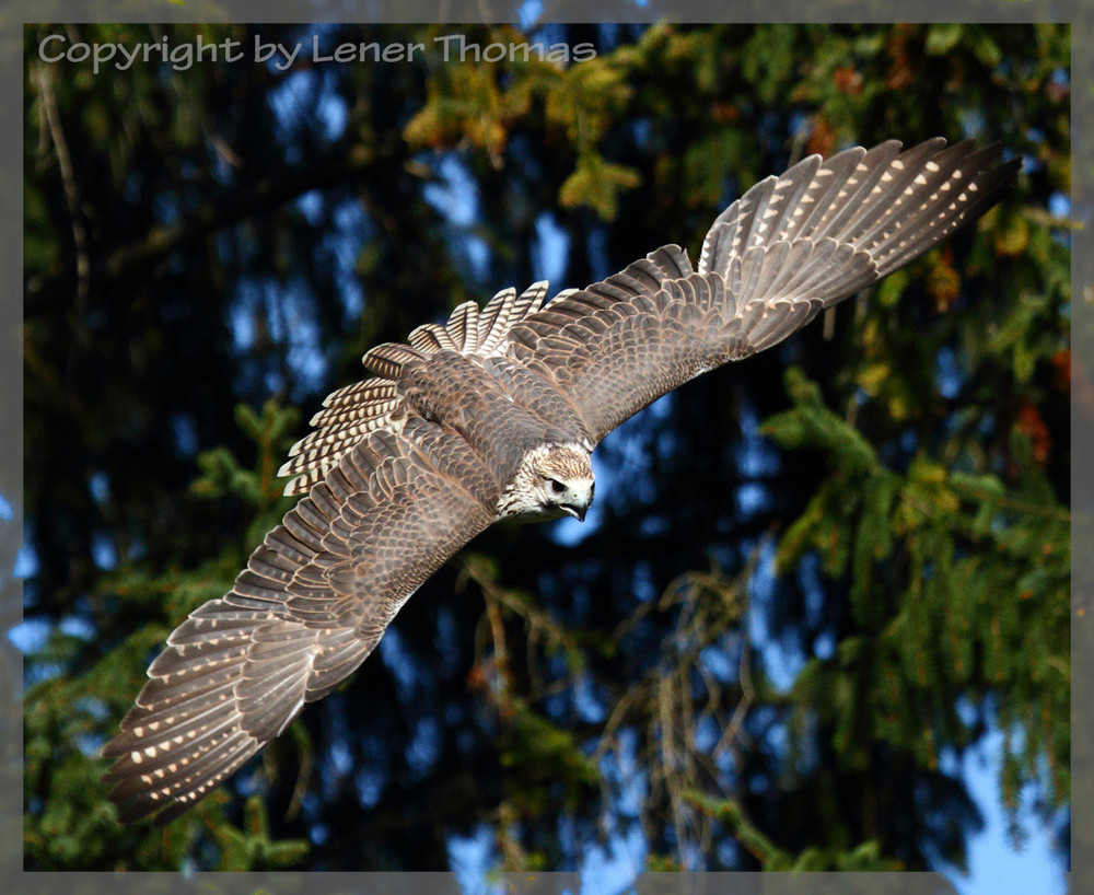 Falke im Anflug