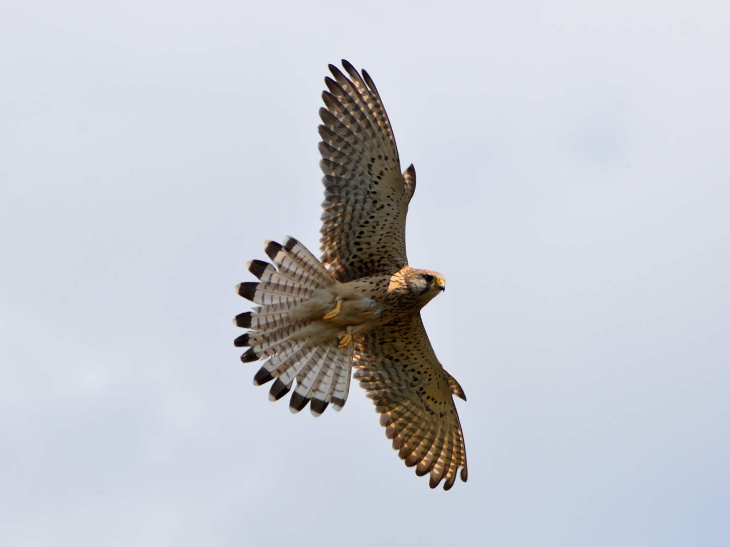 Falke im Anflug