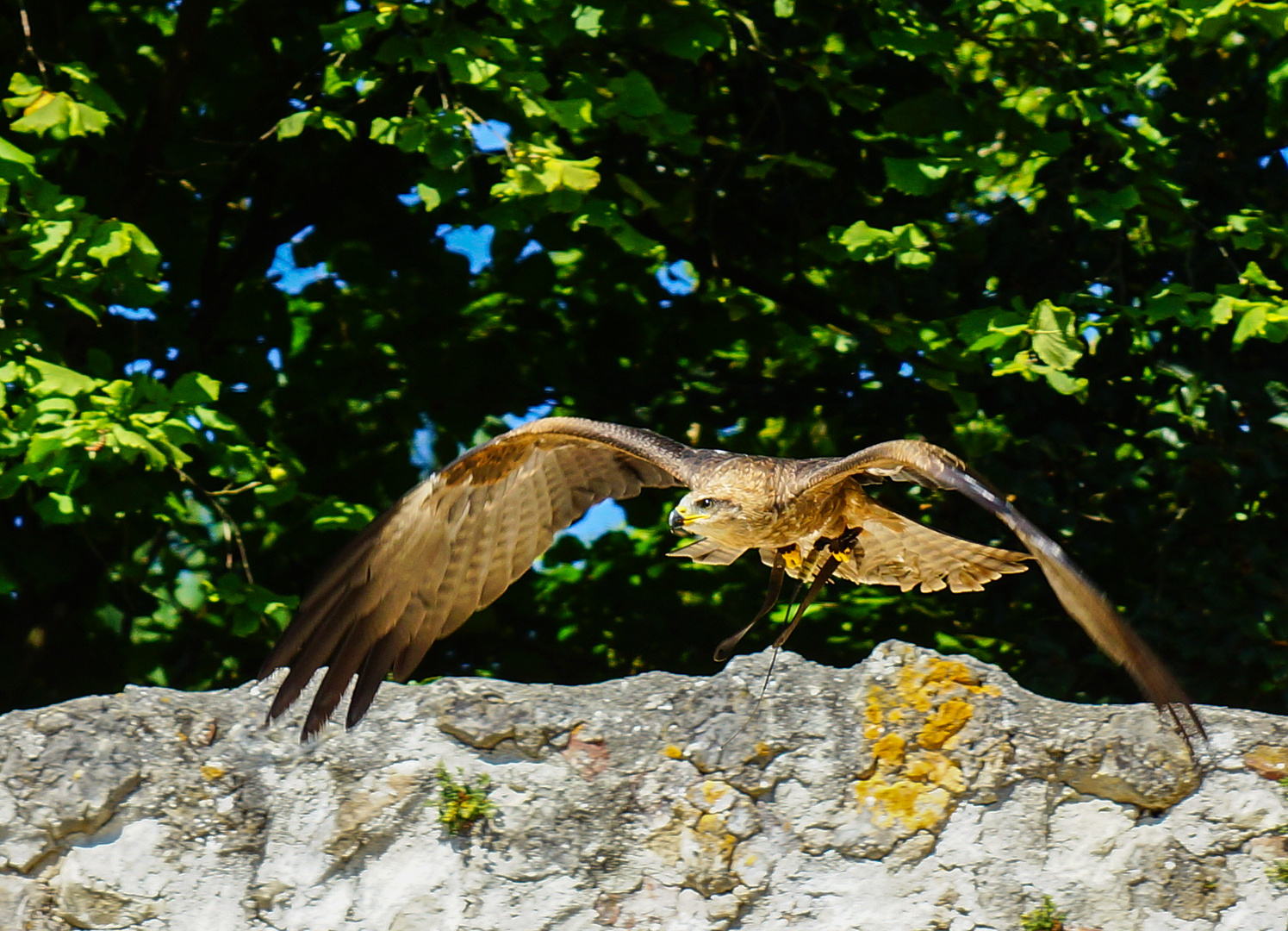 Falke im Anflug