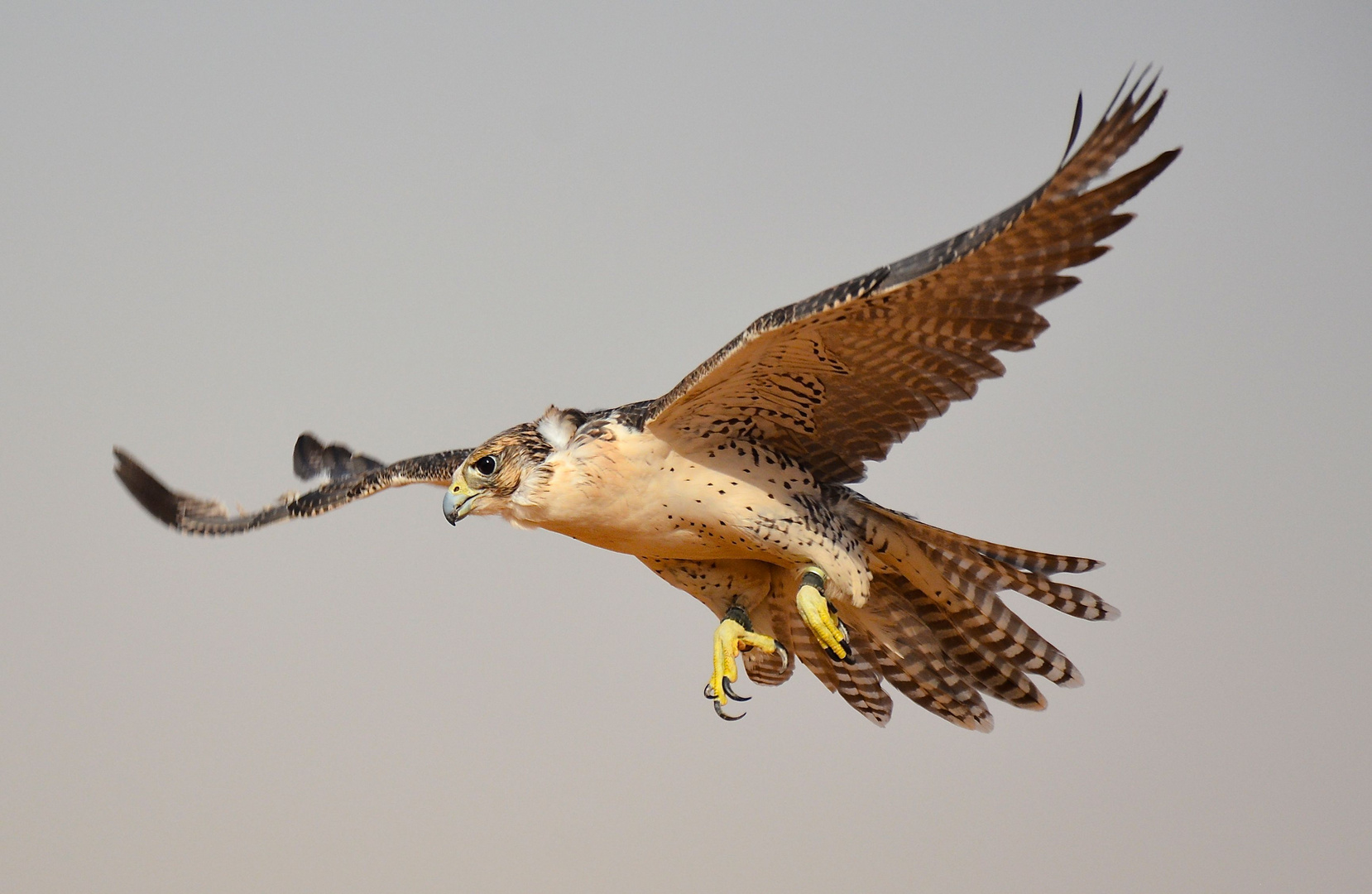 Falke im Anflug