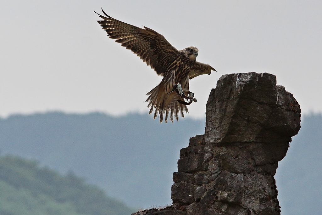 Falke im Anflug