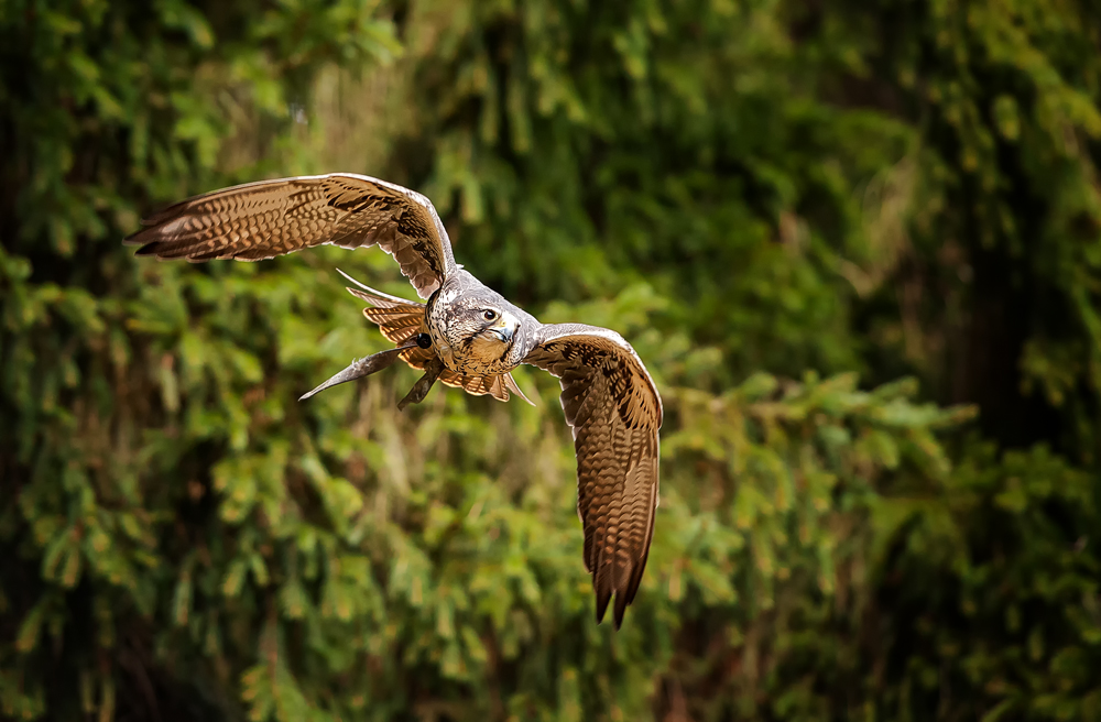 Falke im Anflug