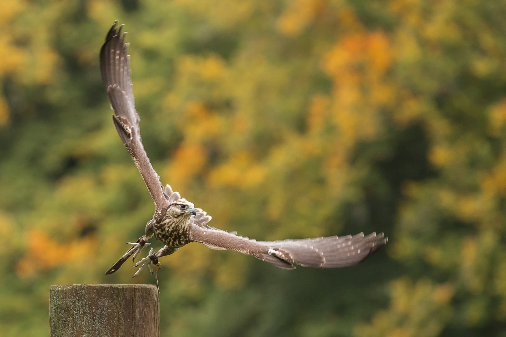 Falke im Anflug