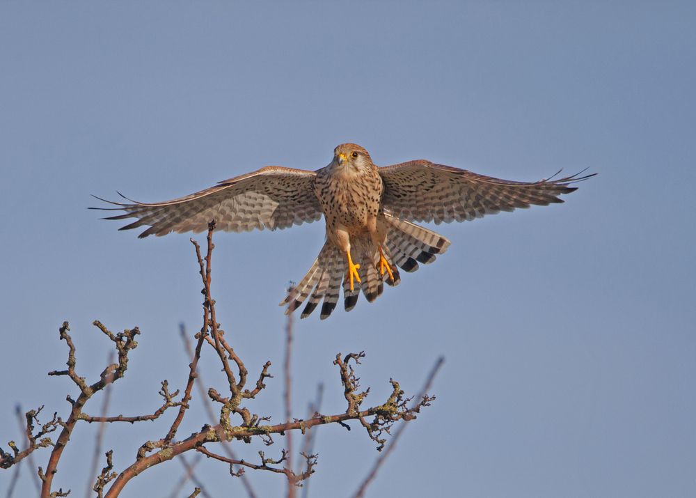 Falke im Anflug Foto & Bild vögel, wildlife, greifvögel Bilder auf