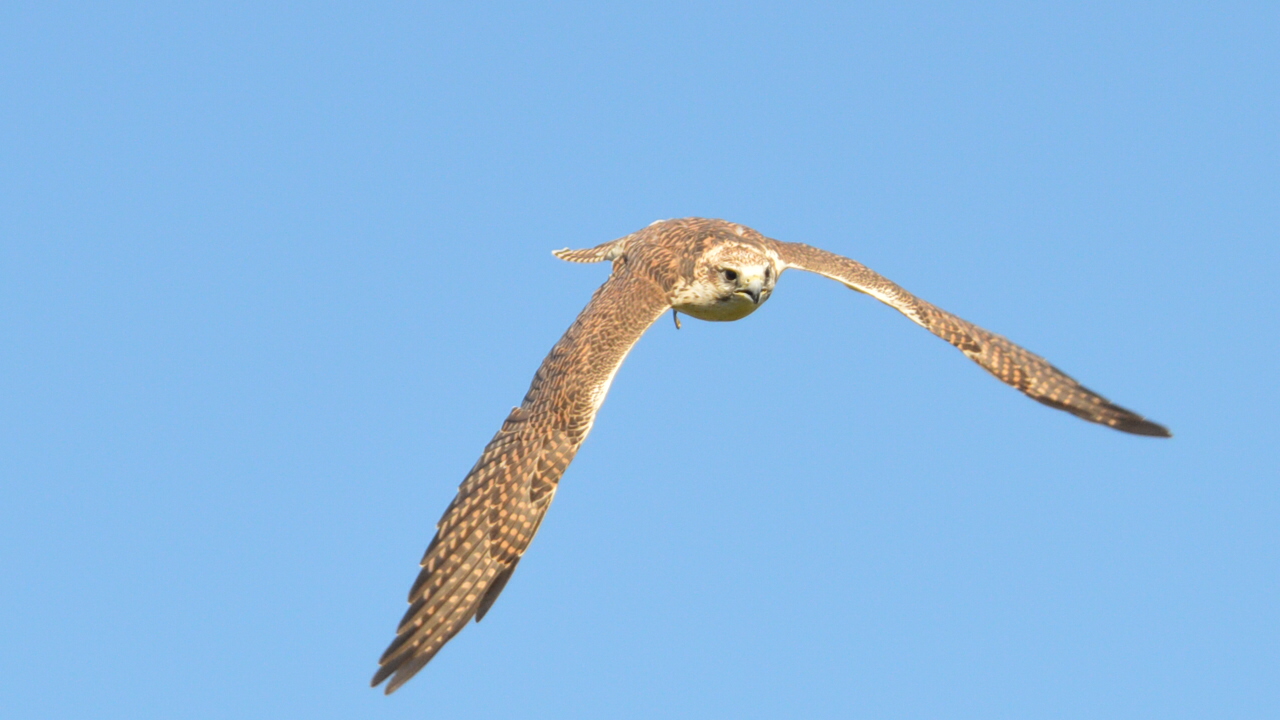 Falke im Anflug