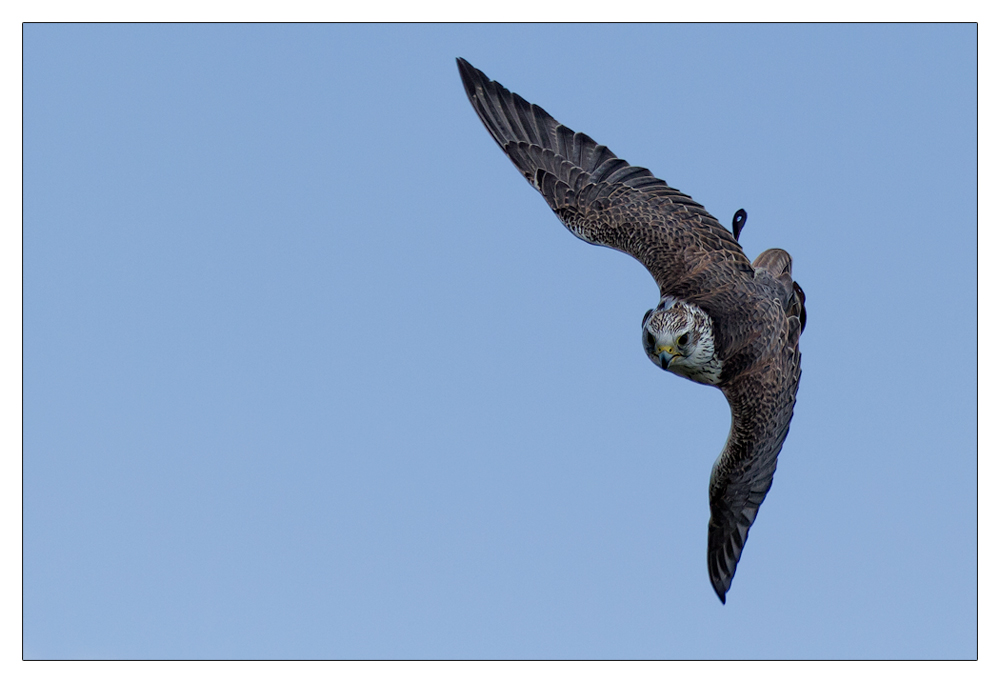 Falke im Anflug