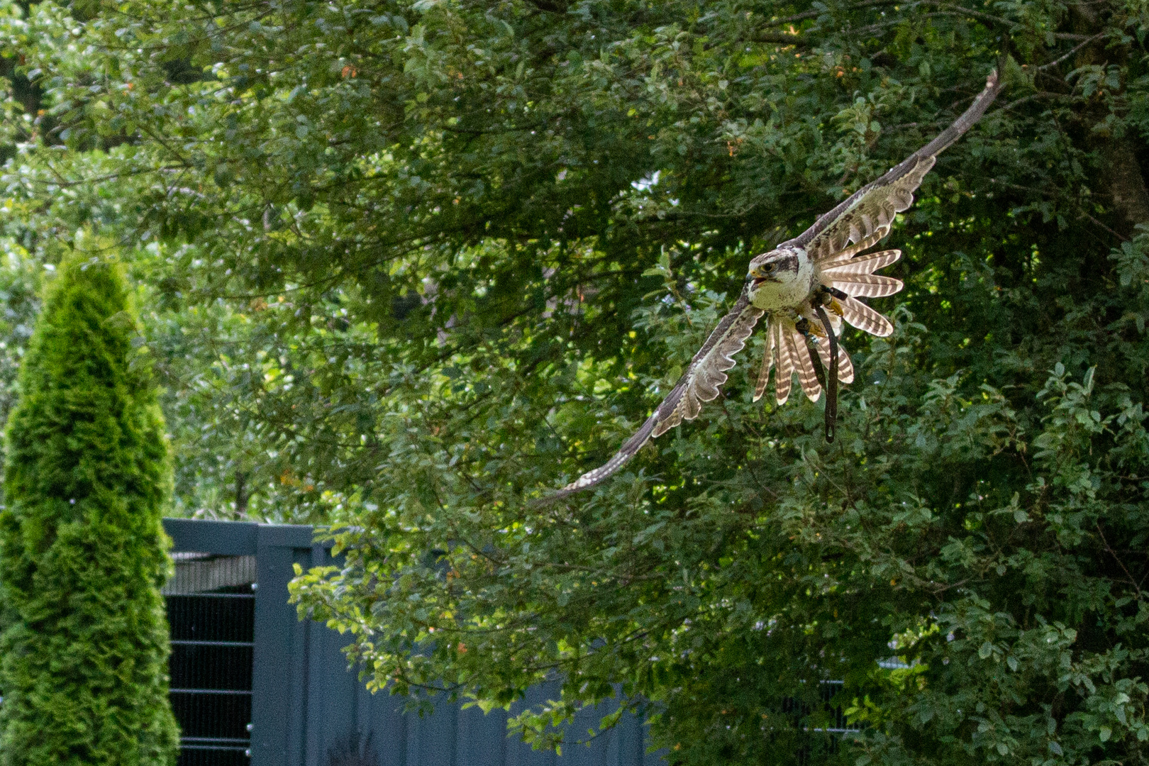 Falke im Anflug