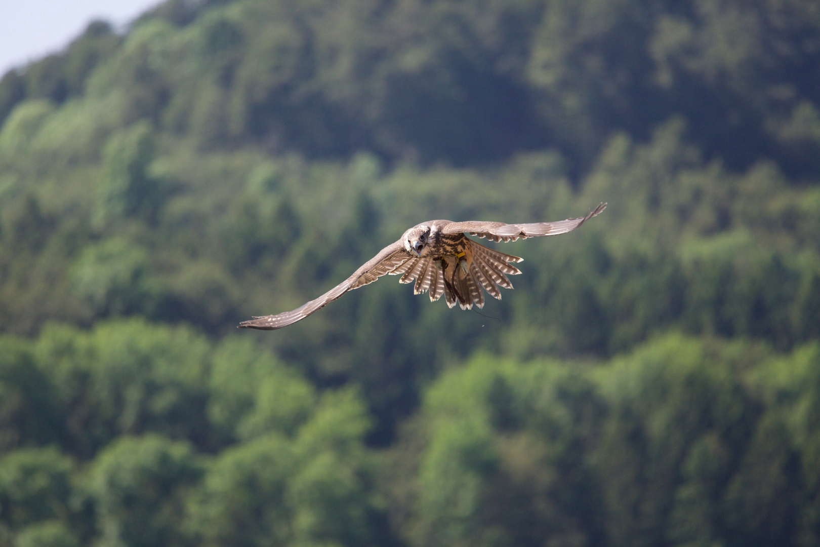 Falke im Anflug